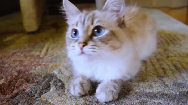 Sibérie Neva Masquerade chat couché sur le tapis et courir après quelque chose avec ses yeux 