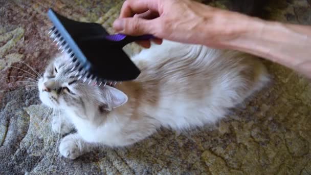カーペットの上に横たわっているシベリアのネヴァ マスケード猫を磨く — ストック動画