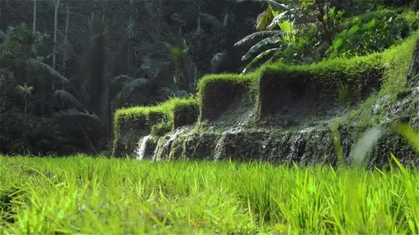 Vue Latérale Des Terrasses Riz Tegalalang Ubud Bali Avec Eau — Video