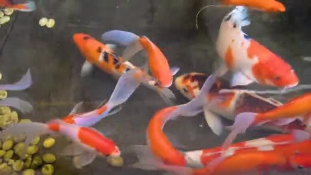 Vue de dessus des poissons dorés et blancs nageant dans l'étang avec les pierres 