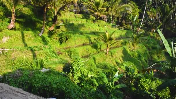 Seitenansicht Der Tegalalang Reisterrassen Ubud Bali Und Dschungel Hintergrund Sonnigen — Stockvideo