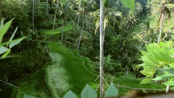 Widok Tarasy Ryżowe Tegalalang Słoneczny Dzień Zielone Dżungle Ubud Bali — Wideo stockowe