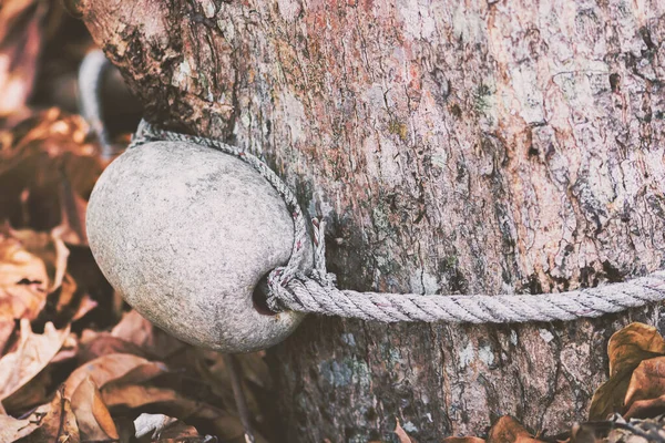 Şamandırasının Soyut Mat Arkaplanı Yerdeki Kahverengi Kuru Yapraklarla Ağaca Bağlanmış — Stok fotoğraf