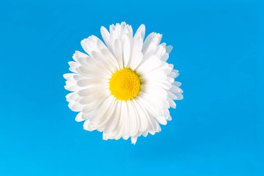 Beyaz yapraklı papatya çiçeğinin makro görüntüsü ve yumuşak mavi arka planda fotokopi alanı olan sarı papatyalar. Çiçek merkezi kamera odağı.