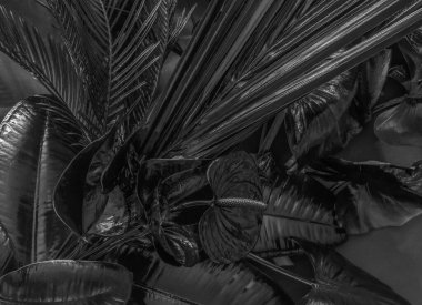 Siyah tropikal yapraklarla boyanmış arkaplan ve gri arkaplanda fotokopi alanı olan çiçekler.