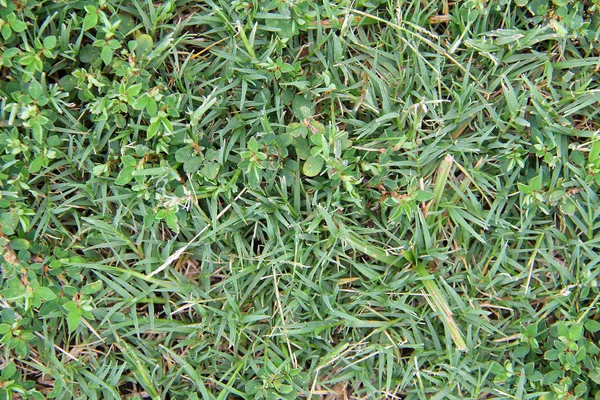 Погано трава 2 — стокове фото