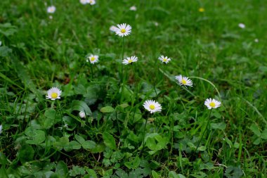 Yeşil çimlerde beyaz papatya çiçekleri. Yaz bitkileri konsepti. Beyaz çiçekler.