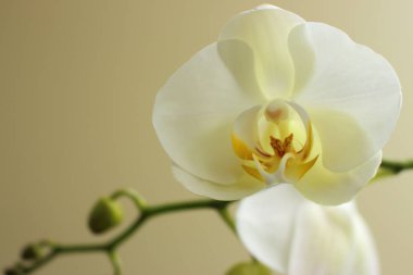 Beyaz çiçekli orkide yakın bej arka plan karşı. Orkide kök tomurcukları ve çiçeklerle. Çiçeği kavramı.