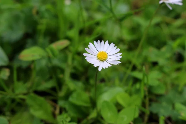 Tek beyaz papatya çiçek odaklanmamış yeşil çim karşı yakın. Camomile yakın. Yaz bitkileri konsepti. 