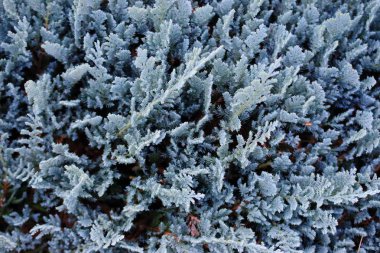 Ardıç kapatın. İğne yapraklı bitki arka plan. İğne yapraklı iğneler arka plan. Doğa yakın çekim.