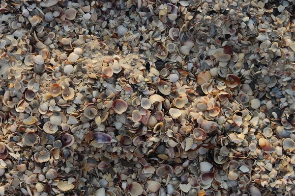 多彩的海贝壳背景 贝壳在海滩上 暑假概念 — 图库照片