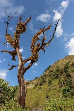 Solmuş ağaç bitkiler üzerinde Dağları'nda çıplak dalları ile. Dağlar manzara. Temiz hava arka plan. 