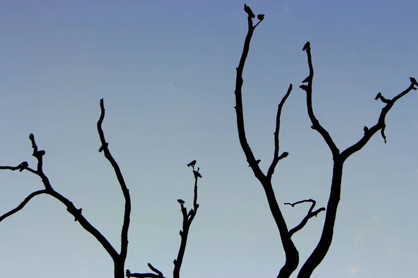 Açık Mavi Gökyüzü Arka Planında Kuş Silueti Olan Çıplak Ağaç — Stok fotoğraf