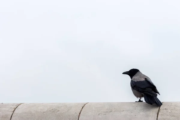 Cuervo Sentado Aislado Contra Cielo Gris Con Espacio Copia Cuervo — Foto de Stock