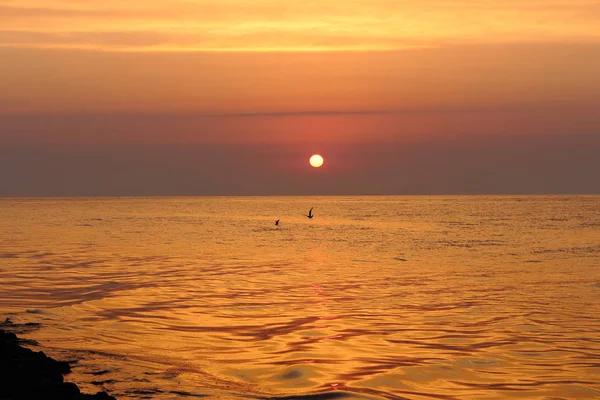 Calm Sea Seagulls Pink Sunrise Summer Sea Background Sea Landscape — Stock Photo, Image