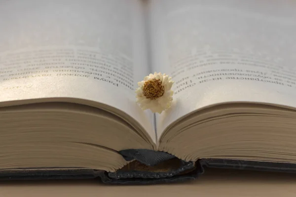 Açık mavi kitap beyaz çiçek Beyaz ahşap masa üzerinde yıpranmış. Eğitim ve öğrenme kavramı. Edebiyat arka plan. Dini kitap. Bilgi ve bilgi kavramı. Okul ve bilgelik kavramı.