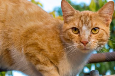 Kırmızı ve beyaz sevimli kedi yakın. Zencefilli kedici portresi. Kedi yavrusu poz uyruyor. Bahçede sevimli kedicik. Genç kedi konsepti. Vahşi kırmızı kedi.