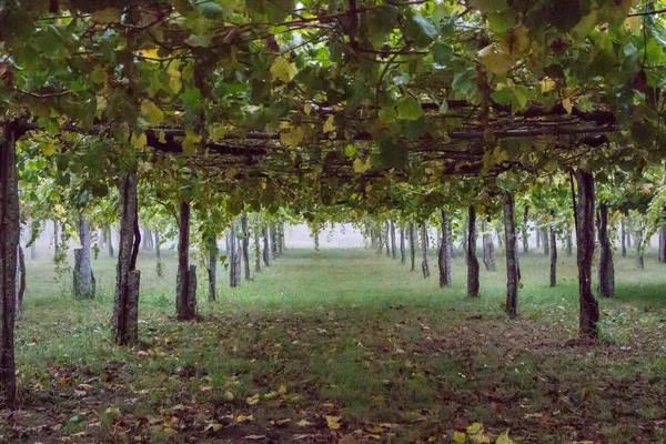 Sonbahar manzaralı üzüm bağı. Üzüm çalıları yetiştiriyor. Üzüm işi konsepti. Şaraphane arka planı. İspanya 'da tarım. Üzüm bağında patika. 