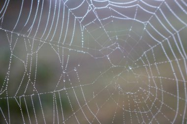 Su damlaları olan örümcek ağı. Örümcek ağı ve iplik üzerinde çiy. Sabah sisinde damla damla düşen güzel, büyük bir örümcek ağı. Sonbahar doğası kapanıyor. Vahşi yaşam makrosu. Web dokusu yakın plan. 