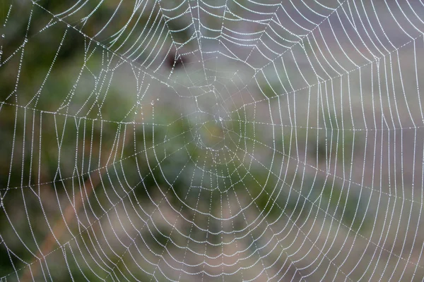 Spindelnät Med Vattendroppar Närbild Spindelnät Med Dagg Tråden Vackert Stort — Stockfoto