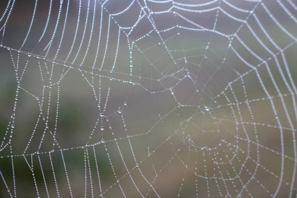 Telaraña Con Gotas Agua Primer Plano Spiderweb Con Rocío Hilo — Foto de Stock