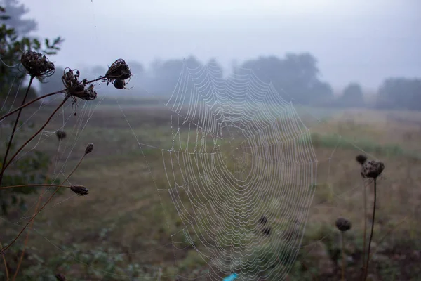 水滴特写蜘蛛网 有露水的蜘蛛网 美丽的大蜘蛛网 晨雾中的水滴 秋天的自然近在咫尺 野生生物宏 Web Texture Close — 图库照片