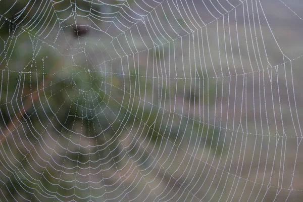 Toile Araignée Avec Gouttes Eau Gros Plan Toile Araignée Avec — Photo