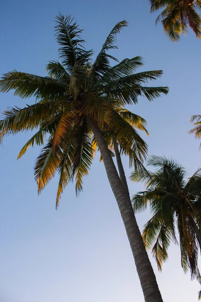 Palmbomen Tegen Blauwe Lucht Bij Zonsondergang Tropische Natuur Kokosbomen Het — Stockfoto