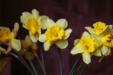Güzel bir buket sarı nergis ve çiğ damlası filtrelenmiş. Narcissus buket tonu. Işıkta çiçek açan nergisler. Paskalya çiçekleri. Bahar doğası. Hediye konseptine bayılırım. Taze bahar çiçekleri.   