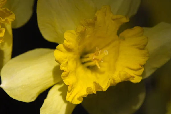 Narcisos Amarelos Com Gotas Orvalho Escuridão Luz Filtrada Filtro Narciso — Fotografia de Stock