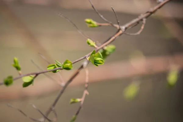 Neue Knospen Baum Frühling Junge Grüne Blätter Vor Unkonzentriertem Hintergrund — Stockfoto