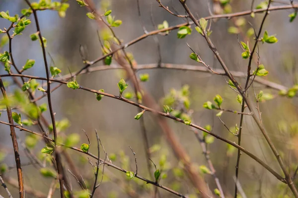 Neue Knospen Baum Frühling Junge Grüne Blätter Vor Unkonzentriertem Hintergrund — Stockfoto