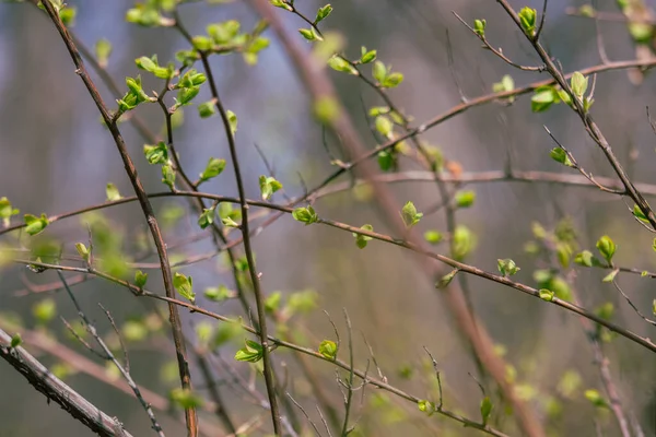 Neue Knospen Baum Frühling Junge Grüne Blätter Vor Unkonzentriertem Hintergrund — Stockfoto