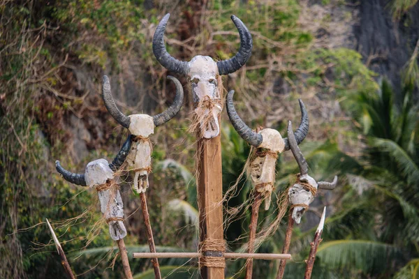 Scary bull skulls with big horns on wooden sticks. Buffalo skulls in forest. Death and danger concept. Halloween decoration. Mystical ritual with cow bones. Tribe trophy. Horror details.