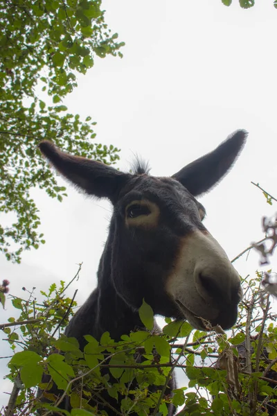 Cute donkey looking at camera. Funny donkey with big ears close up. Animal farm. Livestock concept. Summer in rural eco farm.  Portrait of donkey in grass.