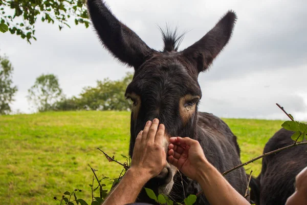 Cute donkey and human hands. Donkey in the field. Friendly animals concept. Careful touch with domestic animal. Cattle farm. Attention and tenderness concept. Rural landscape. Donkey portrait.