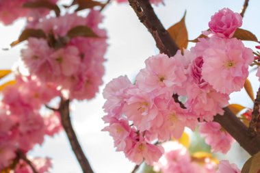 Mavi gökyüzü arka planında Sakura çiçeği açar. Yumuşak pembe sakura çiçekleri. Romantik tebrik kartı. Japonya 'da doğa. Çiçek açan kiraz ağacı. Çiçekli ve yapraklı Sakura dalı. Japon bahçesi.