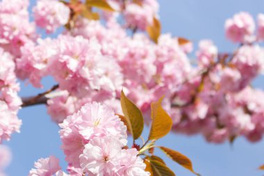 Mavi gökyüzü arka planında Sakura çiçeği açar. Yumuşak pembe sakura çiçekleri. Romantik tebrik kartı. Japonya 'da doğa. Çiçek açan kiraz ağacı. Çiçekli ve yapraklı Sakura dalı. Japon bahçesi.