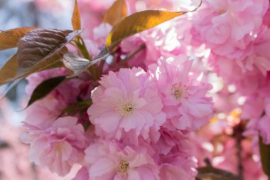 Mavi gökyüzü arka planında Sakura çiçeği açar. Yumuşak pembe sakura çiçekleri. Romantik tebrik kartı. Japonya 'da doğa. Çiçek açan kiraz ağacı. Çiçekli ve yapraklı Sakura dalı. Japon bahçesi.