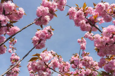 Mavi gökyüzü arka planında Sakura çiçeği açar. Yumuşak pembe sakura çiçekleri. Romantik tebrik kartı. Japonya 'da doğa. Çiçek açan kiraz ağacı. Çiçekli ve yapraklı Sakura dalı. Japon bahçesi.