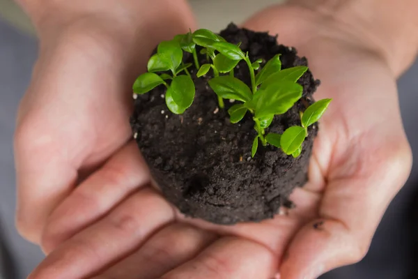 Jovem Planta Verde Nas Mãos Pequena Fábrica Com Folhas Solo — Fotografia de Stock