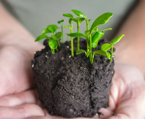 Jovem Planta Verde Nas Mãos Pequena Fábrica Com Folhas Solo — Fotografia de Stock