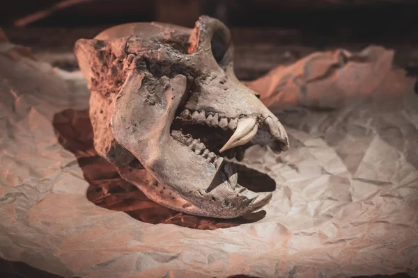 Crânio Animal Pergaminho Vintage Cabeça Animal Assustadora Com Dentes Afiados — Fotografia de Stock