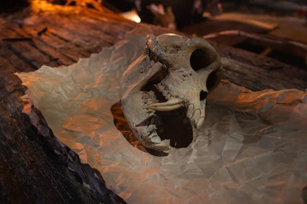 ヴィンテージの羊皮紙に動物の頭蓋骨 炎の光の中で鋭い歯を持つ恐ろしい動物の頭 木製の机の上に動物の頭蓋骨 ハロウィンの飾りだ 恐怖と死の概念 骨や古写本 — ストック写真