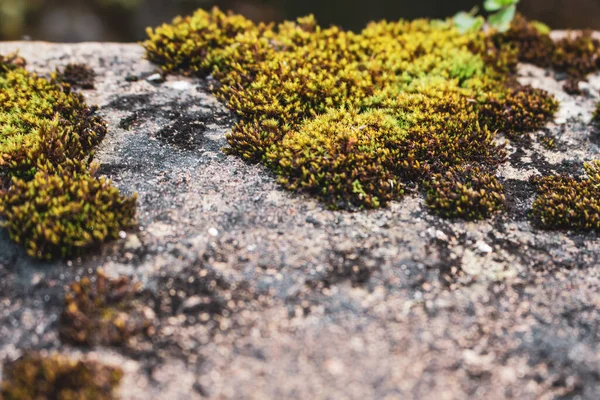 Moss Pedra Cinzenta Macro Musgo Natureza Fecha Conceito Ecossistema Superfície — Fotografia de Stock