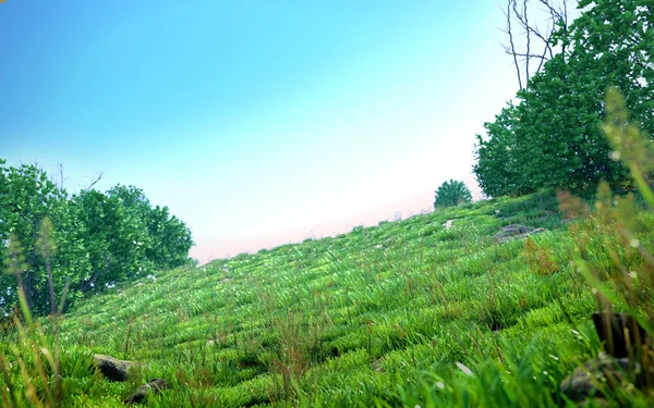 Візуалізація Маленького Зеленого Галявини Оточенні Кущів — стокове фото