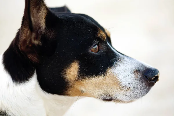 Muso di un cane Jack Russel — Foto Stock