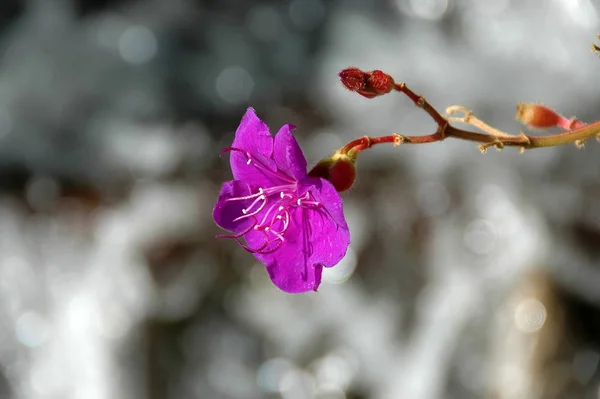 Bright Fuchsia color flower on bokeh background