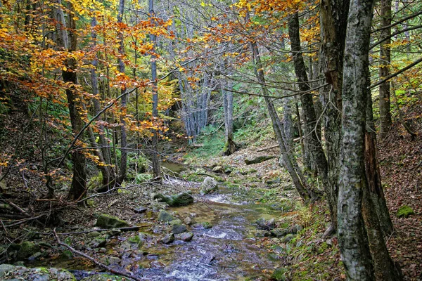 Лес осенью в Калабрии Италия — стоковое фото