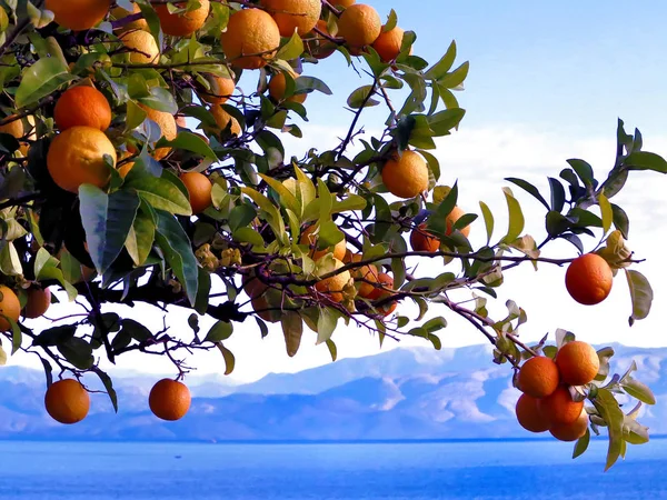 Πορτοκαλί δέντρο στην Κέρκυρα — Φωτογραφία Αρχείου